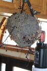 Bald Faced Wasp Paper Nest Bee Hornet Taxidermy Display