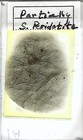 Partially Serpentinized Peridotite Petrographic Microscope Slide  1a 