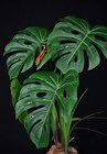 Komodo Reptile Terrarium Monstera Leaf Plant Weighted Base Extra Large