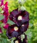 30  Nigra Black Hollyhock Hollyhock Seeds   fresh Seeds     free Shipping  