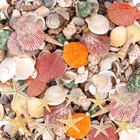 300  Pcs Mixed Sea Shells   Starfish - Beach Decor  Diy Crafts  Fish Tank Filler