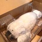 Paro Guinness Certified Animal Therapy Mental Commitment Seal Robot White Japan
