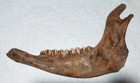 Bison Right Mandible - Jaw Bone Fossil From The Ice Age