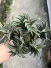 Multi Heads  Haworthia Cv Onigawara Raresucculent Plant