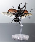 Bandai Gashapon Action Figure Advance Moellenkampi Beetle 13 5 Cm Japan W stand