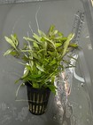 Hygrophila Live Aquarium Plant