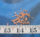   Auger Shells   Vintage   100     micro    Dyed Peach   Sailor s Valentines  