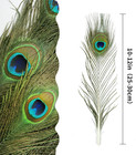 Ihufeather 10pcs Real Natural Peacock Eye Feathers 10-12 Inch For Diy Craft Flor