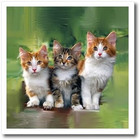 Ht_5773_2 Three Little Kittens Iron On Heat Transfer For White Material  6 By 6-