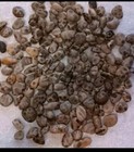 Michigan Petoskey Stones 7oz Of Small Unpolished Crafting Or Jewelry Rocks 