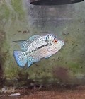 High Quality Male Kamalau Flowerhorn Live Fish Size 2 5-3  Inches  Usa Breed