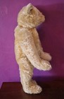 Antique Steiff Vintage Teddy Germany 16    Pre War Gold  Bear 1930s Ff Button 