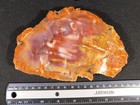 Deep Purple red yellow Polished Rainbow Petrified Wood Fossil Slab Arizona 515gr