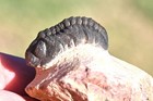 Trilobite Fossil   baby  Reedops From Morocco
