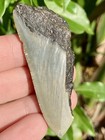 Natural Beautiful 2 48    Megalodon Tooth Fossil Shark Teeth