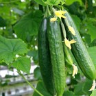 Muncher Cucumber Seeds  Non-gmo  Burpless  Variety Sizes Sold  Free Shipping