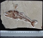 Viper Fish Eurypholis 130 Stomach Remains   Armigatus   Shrimp - Fossils Lebanon