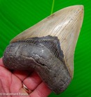 5    Megalodon Shark Tooth  Serrated Real Fossil No Restorations Sharks Teeth