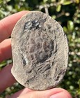 Fossil Crab In Matrix Pulalius Washington Crustacean Eocene Age