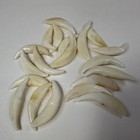Lot Of 20 Assorted Coyote Fangs Teeth Goth Odd Craft Real Taxidermy Cleaned 4110