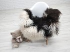 Genuine Icelandic Sheepskin Rug  Long Curly Wool  Black   White Decor 253 1