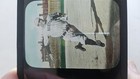 Tris Speaker Vintage La Pine Chicago Glass Magic Lantern Slide Boston Red Sox Ho