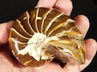Big Very Rare  100  Natural Polished Cretaceous Era Nautilus Fossil 346gr