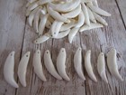 10 Coyote Teeth fangs Drilled Crafts Beads Jewelry Bones