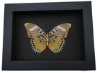 Real African Butterfly Euphaedra Female Museum Framed Taxidermy Moonlight 
