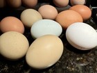 12 Fresh Fertilized Eggs Barnyard Mix Chicken Rare Mix Possible - 1 Dozen