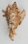 Muricidae Ceratostoma Burnetti  - Gorgeous - Exceptional Wings