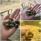      Mystery Pack Of 5 Live Aquarium Mystery Snails     Ivory  Blue  Gold  Jade     Me