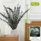 11 Pcs Real Dried Eucalyptus Stem For Shower   Bathroom Decor - 17   Large Natur