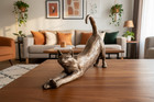 Stretching Cat Figure Cold Cast Bronze Ornament James The Cat By Frith Uk