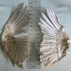 Bird Wings Real Feathers Ringneck Pheasant Barred One Pair Fly Tying Crafts Art