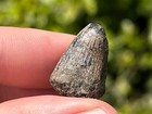 Fossil Crocodile Tooth Java Indonesia Croc Dinosaur Tooth Reptile Indonesian