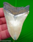 Megalodon Shark Tooth  Fossil - 3 25     Real Sharks Teeth  - Serrated No Resto 