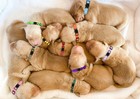 Puppy Collars For Litter     Soft Nylon Safety Whelping Collars For Newborn Puppie