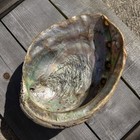Mid Century Abalone Mother Of Pearl Shell 8x6x3    Lucite Feet Vintage