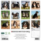 Bernese Mountain Dogs 2027 12  X 12  Wall Calendar free Shipping 
