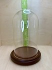 Vtg Display Case Cloche Glass Dome Walnut Base 8 Inches Tall 5 Inch Diameter