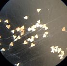 5 Antique Microscope Slides   Prepared By Ernest Hinton