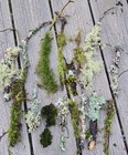  10 live Moss lichen Sticks twigs Assortment For Terrarium Reptiles Isopods 