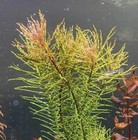 3 Stems Ludwigia Tornado    Live Aquarium Plants Free S h  Rare   Gorgeous   