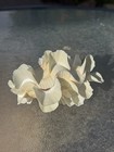 Tridacna Squamosa Fluted Ruffled Clam Shell Match Pair  Cream W  Tubeworm 5 