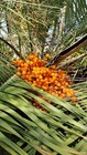 50  Jelly Palm Seeds     Fresh 2026 Harvest   Free Priority Shipping
