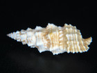 Cerithium Columna  Diver Collected   50ft Off Waianae At 33 33mm  Large Size 