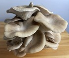 Italian Oyster Mushroom Grow Kit  5 Pound Block  Ready To Fruit 