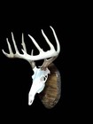 European Mount Wall Display Plaque With Skull Hook   Espresso Stained