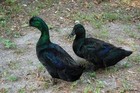 3 1 Cayuga Duck Hatching Eggs -  Darling Farm 
